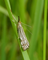 Chrysocramboides craterella