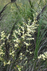 Acacia
