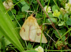 Diacrisia sannio