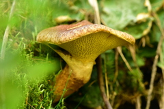 Suillus cavipes