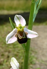 Ophrys apifera apifera