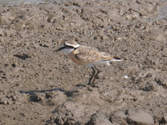 Charadrius pecuarius