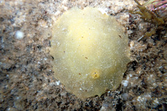 Doriopsilla carneola