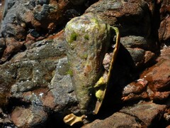 Conus lividus
