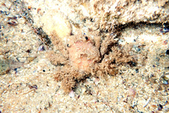 Schizophrys rufescens