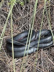 Pseudechis porphyriacus