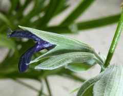 Salvia discolor