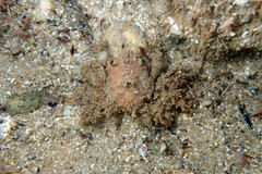 Schizophrys rufescens