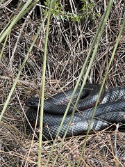 Pseudechis porphyriacus