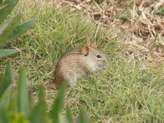 Rhabdomys pumilio