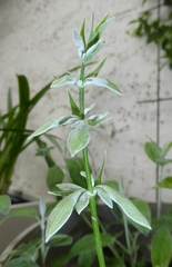 Salvia discolor