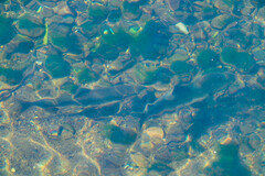 Oncorhynchus gorbuscha