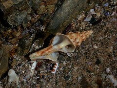 Marmorofusus nicobaricus