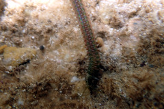 Eunicidae