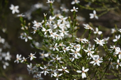 Olearia
