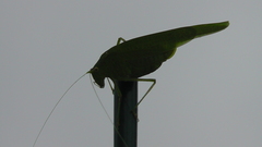 Phaneroptera