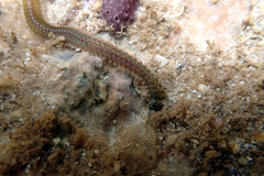 Eunicidae