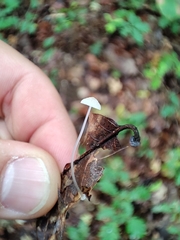 Hemimycena