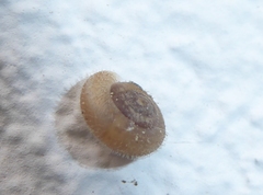 Xerotricha conspurcata