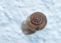 Xerotricha conspurcata