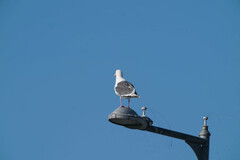 Larus schistisagus