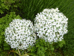 Allium multibulbosum