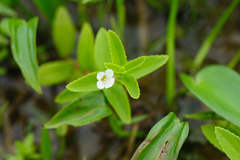 Limnophila aromatica