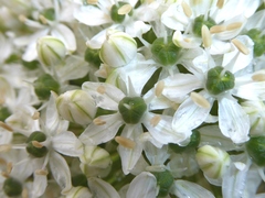 Allium multibulbosum