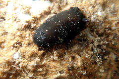 Dendrodoris arborescens