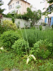 Allium multibulbosum