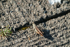 Chorthippus maritimus maritimus