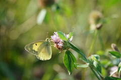 Colias poliographus