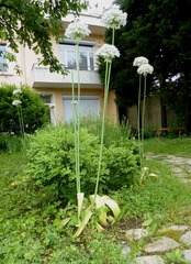 Allium multibulbosum