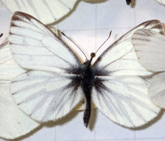 Pieris napi