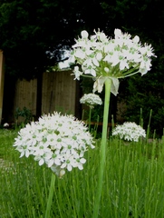 Allium multibulbosum