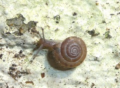 Xerotricha conspurcata