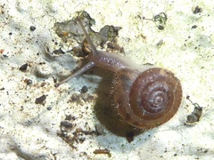 Xerotricha conspurcata