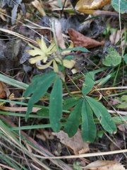 Trifolium lupinaster
