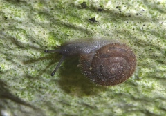 Xerotricha conspurcata