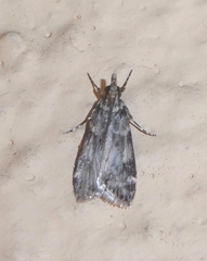 Eudonia mercurella