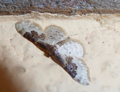 Idaea rusticata