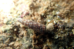 Seila marmorata