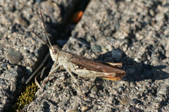 Chorthippus maritimus maritimus