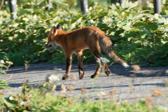 Vulpes vulpes schrencki