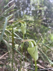 Pterostylis baptistii