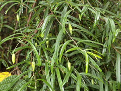 Billardiera macrantha