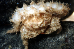 Stimdromia lateralis