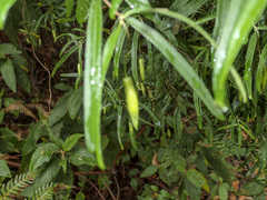 Billardiera macrantha