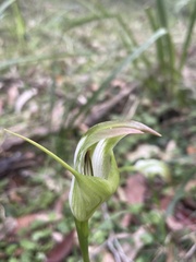 Pterostylis baptistii