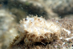 Stimdromia lateralis